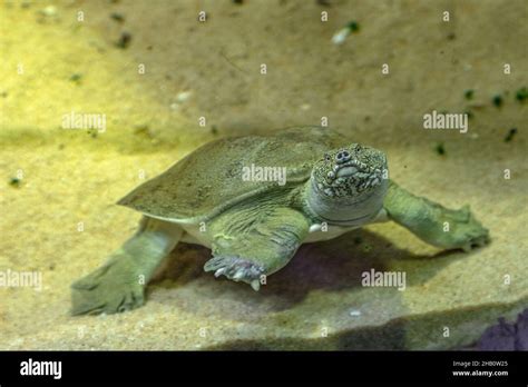 Underwater Chinese Softshell Turtle Pelodiscus Sinensis Species Of