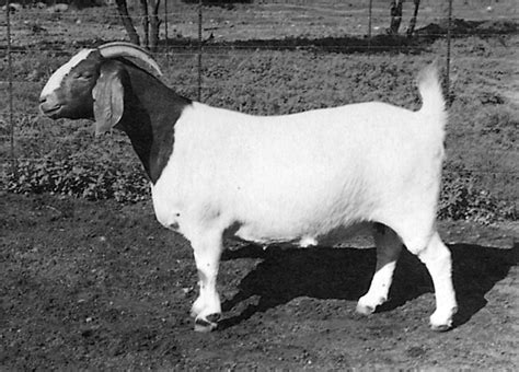 Boer Goats – Small Farmer's Journal