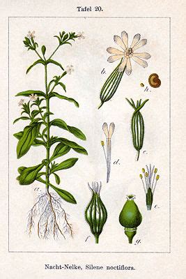 Silene Noctiflora