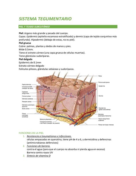 Sistema Tegumentario Humano Bioenciclopedia Sistema Tegumentario Humano