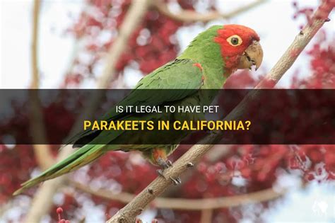 Is It Legal To Have Pet Parakeets In California? | PetShun