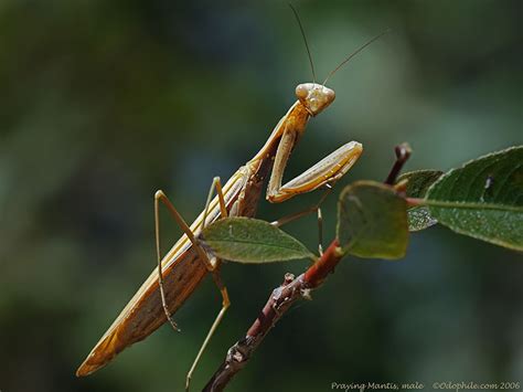 Praying Mantis Male Photo Inaturalist Photos At