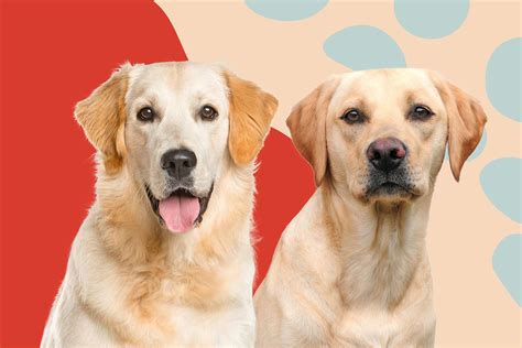 Golden Retriever Vs Labrador Retriever Which Dog Breed Is Right For