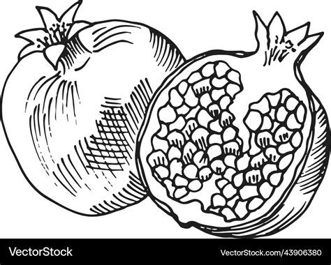 Pomegranate engraving whole fruit and half cut Vector Image