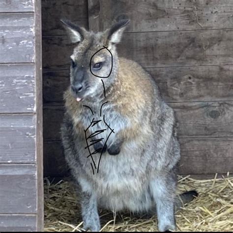 Thoughts On The Wallaby His Name Is Jack Welsh Rminiminter