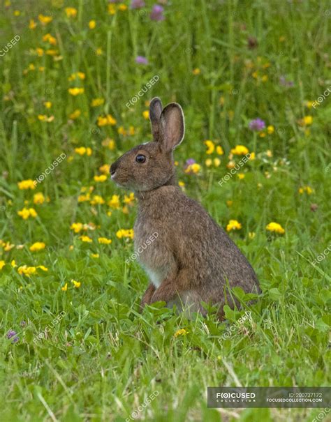 Snowshoe hare standing in summer grass near Lake Superior, Canada
