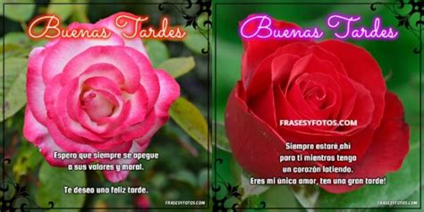 Lindas Rosas Con Paisajes Florales Y 59 Citas De Buenas Tardes