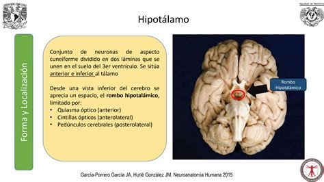 Solution Hipot Lamo E Hip Fisis Studypool