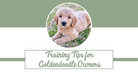 Training Tips For Goldendoodle Owners | Goldendoodle Tips