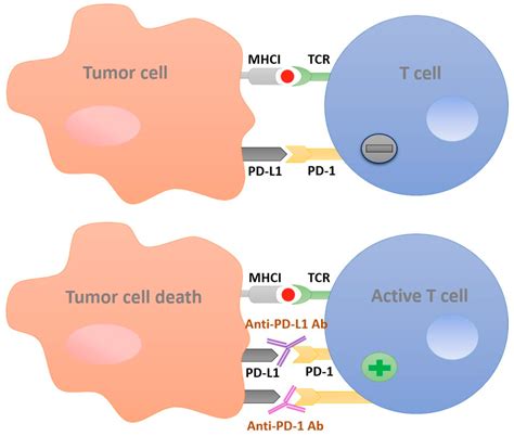 Cancers Free Full Text Tackling Cancer Resistance By Immunotherapy