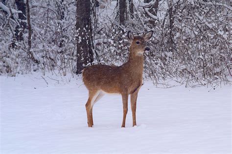 Signs of Winter 8: Winter Deer | Ecologist's Notebook