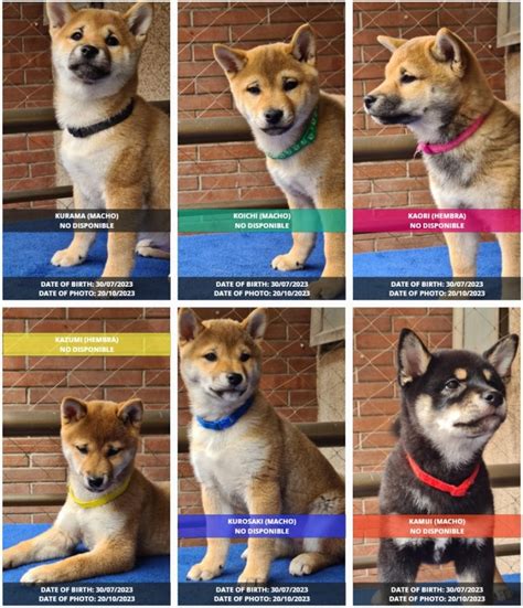 Cachorros Shiba Inu Inugami Kingdom Kennel