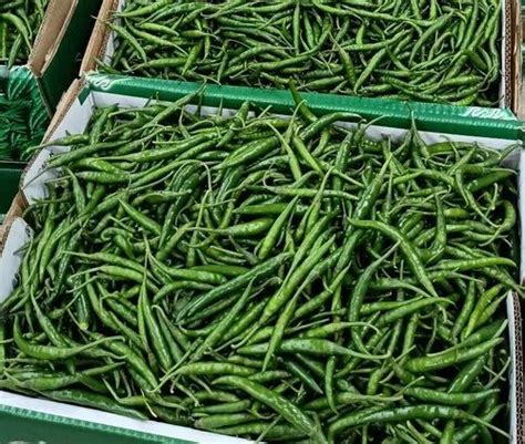 A Grade Fresh G4 Green Chilli Pan India Packaging Size 5 Kg At Rs