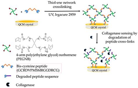 Vpm Peptide Gcrdvpmsmrggdrcg Lt Lifetein Peptides