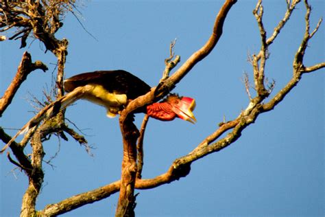 Ide Terkini Enggang Papua