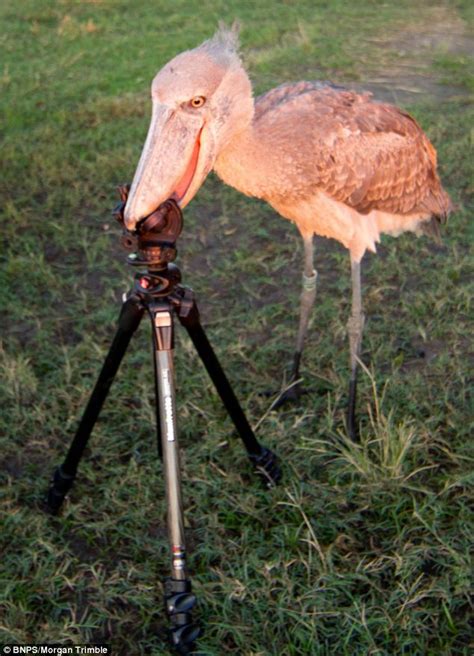 Shoebill Appears To Smile As It Is Released Into The Wild After Being