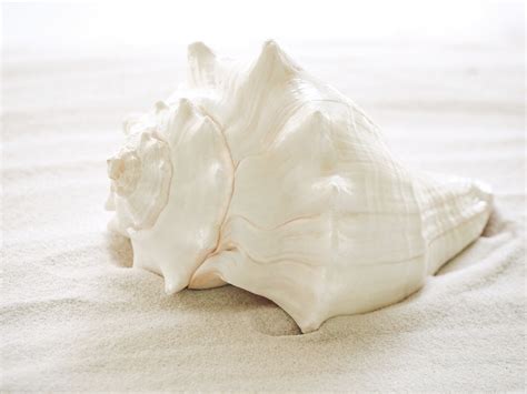 white heavy conch seashell peek  blue
