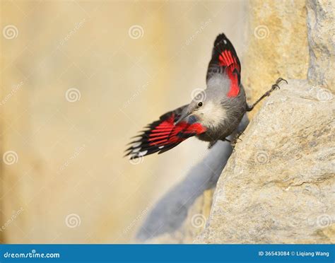 Wallcreeper stock photo. Image of foraging, food, looking - 36543084