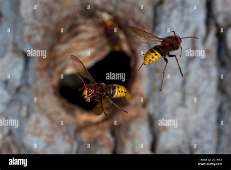 European Hornets Vespa Crabro Workers In Flight In Front Of The Entrance To The Nest Former