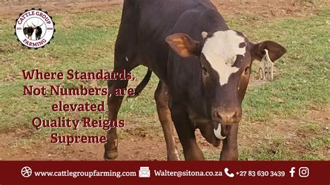 Understanding The Significance Of Shoulder Height In Ankole Cattle Cattle Group Farming