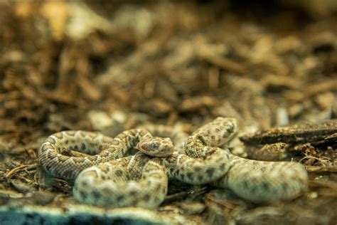 A Zoo First Unique Snake And Frog Species Born At The Houston Zoo