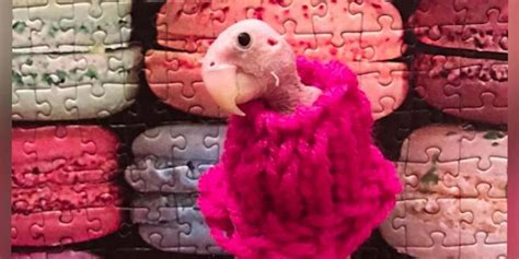 Naked Bird Has Her Very Own Sweater Collection The Dodo