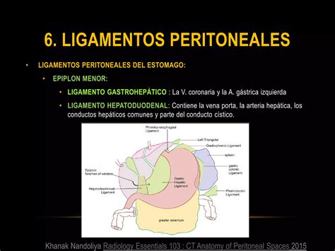 Peritoneo Anatomia Rm