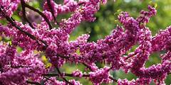 Redbud Tree Varieties