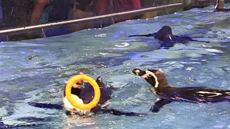 In Pictures Adorable Humboldt Penguins At Byculla Zoo Swim And Play