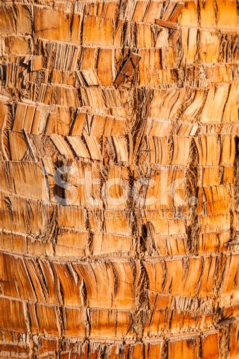 Palm Tree Wood Texture