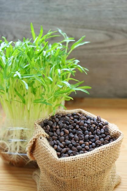 Premium Photo Closeup Of Water Spinach Seeds With Growth Hydroponic