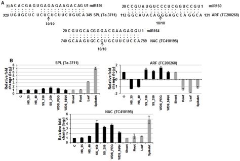 A The Cleavage Sites Of Three Target Genes Were Identified Using