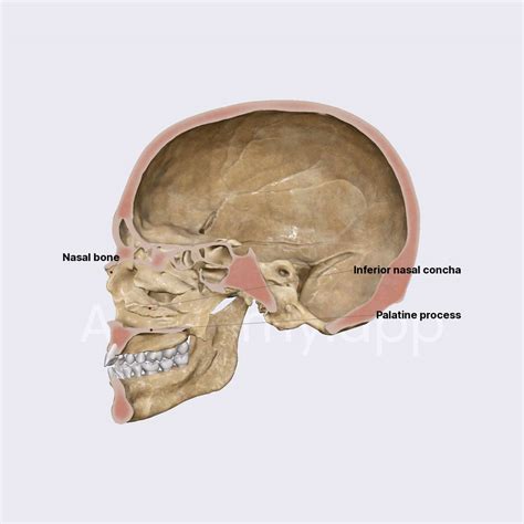 Nasal Cavity Skull Topography Head And Neck Anatomy App Learn Hot Sex