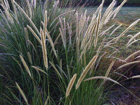 Les PENNISETUMS CENCHRUS Jardin De Luchane