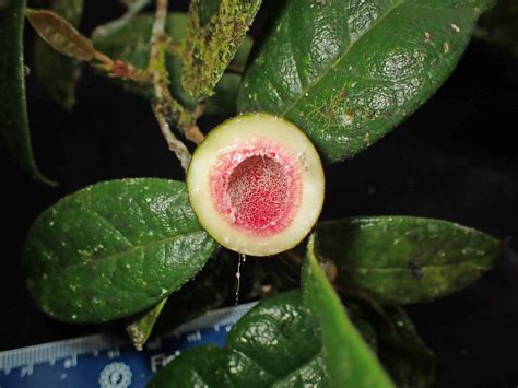 Ficus Moraceae Image 214816 At PhytoImages Siu Edu