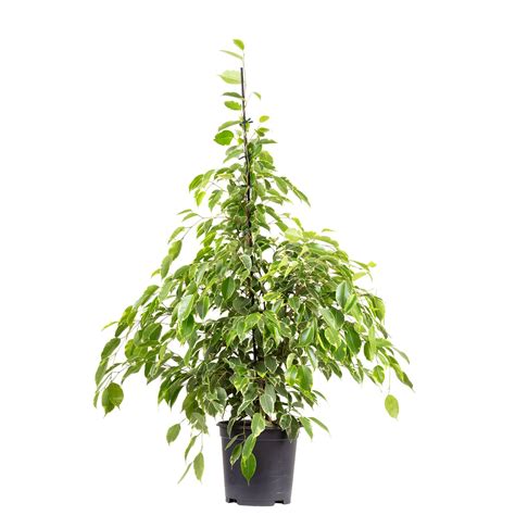 Planta Ficus Benjamina Starlight Inaltime 110 Cm Diametru Ghiveci 21