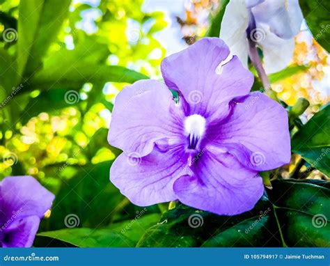 Ultra Violet Flower Stock Image Image Of Keywords Raintree 105794917