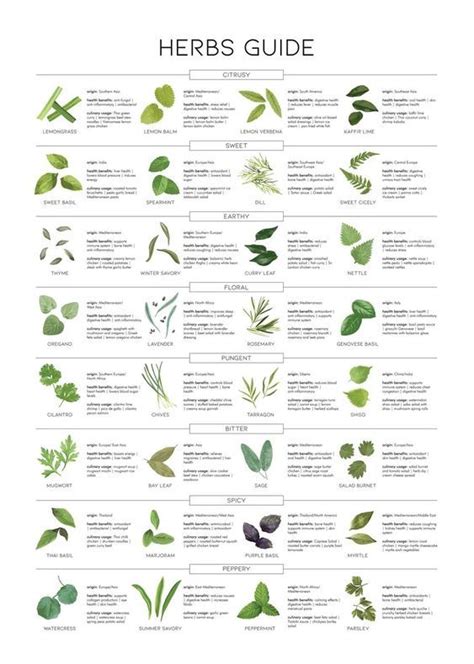 Herbs Guide | Medicinal herbs garden, Herbs, Healing herbs