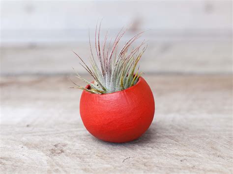 Wholesale Red Painted Seed Pod And Tillandsia Air Plants Air Plant