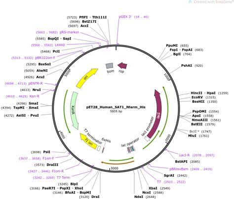 Addgene Pet Human Sat Nterm His