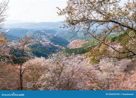 Cherry Blossoms in Full Bloom at Mount Yoshino, Yoshino-Kumano National ...