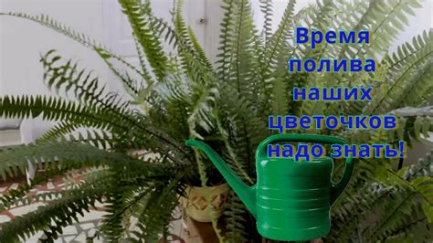 Полив растений. Время полива комнатных растений. Аквариумная вода для ...