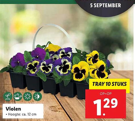 Violen Aanbieding Bij Lidl 1Folders Nl