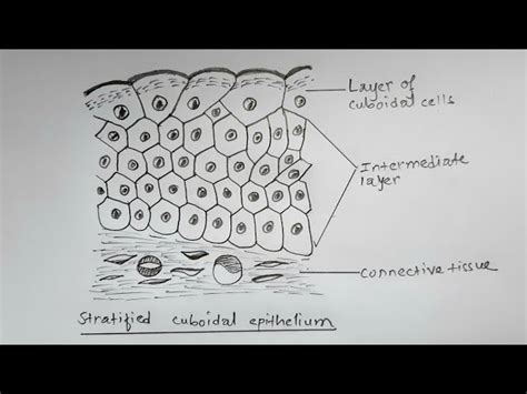 Simple Cuboidal Epithelium Diagram