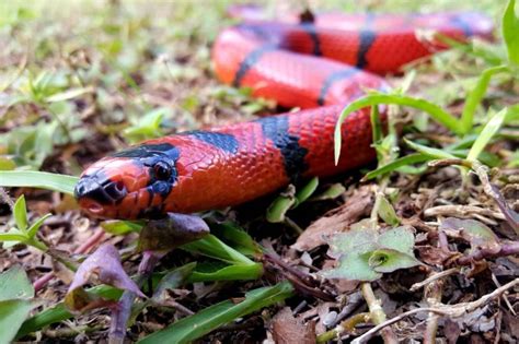 10 Snake Adaptations (Evolutionary Secrets!) – Fauna Facts