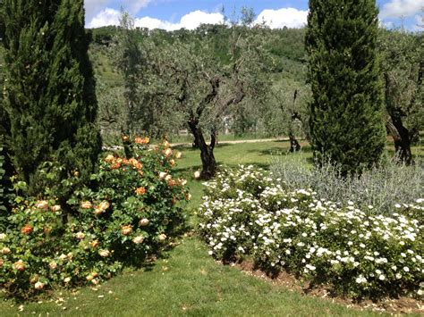 Olive Grove With A View Ghezzi Garden Design