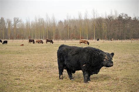 40+ Galloway Cow Belgium Cattle Stock Photos, Pictures & Royalty-Free ...