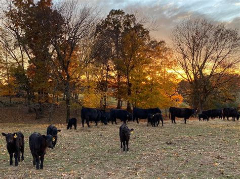 Short Farms Registered Angus Cattle | Portland TN