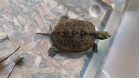 For Sale Cb Japanese Wood Turtle Faunaclassifieds