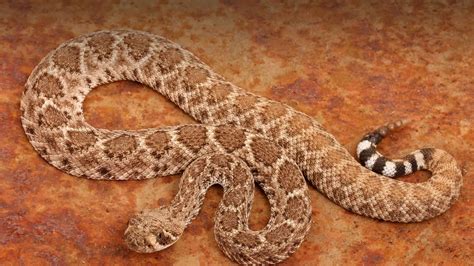 Rattlesnake bite symptoms, first aid & rattlesnake bite treatment